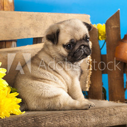 pug puppy and spring  flowers