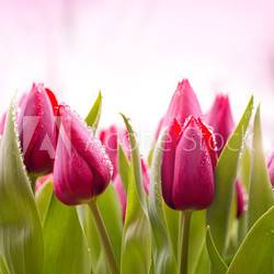 Fresh Tulips with Dew Drops