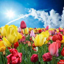 Üppige Farben im Frühling: Tulpen unter blauem Himmel