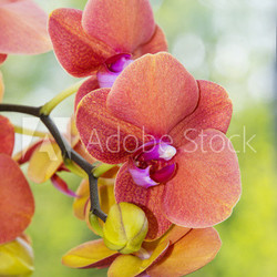 orange orchid close up
