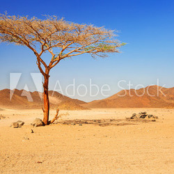 Idyllic desert scenery with single tree, Egypt