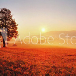 Tree and sun