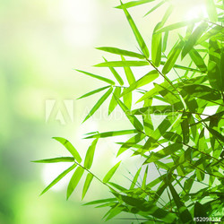 bamboo leaves background
