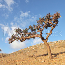 Boswellia - a frankincense tree - endemic of Socotra