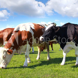 Cows grazing on pasture