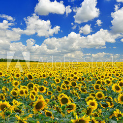 Sunflower field