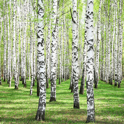 First spring greens in birch grove