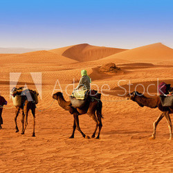 The Berbesky tribe passes the desert in Africa