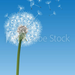 vector dandelion on blue