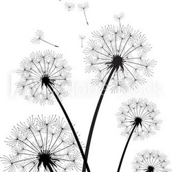 Pusteblumen