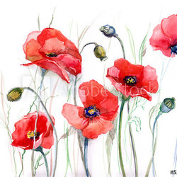 poppy