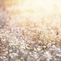 Daisy meadow