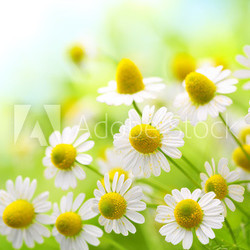 Field of chamomile flowers in the nature