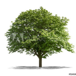 Arbre sur fond blanc