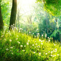 Spring Nature. Beautiful Landscape. Green Grass and Trees
