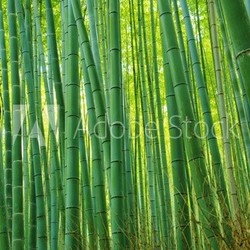 BAMBOO youngling 若い竹林