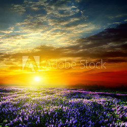 Sunset over a summer lavender field