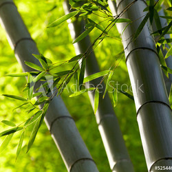 Bamboo forest background. Shallow DOF