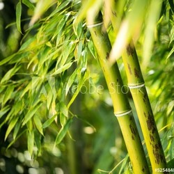 Close-up of a bamboo plant