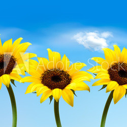 Nature background with three yellow sunflowers. Vector