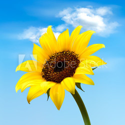 Background with sunflower field over cloudy blue sky. Vector