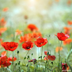 Poppy field