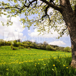 Auszeit im Frühling: Löwenzahnwiese mit Kirschbaum