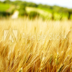 Agriculture golen background in Tuscany