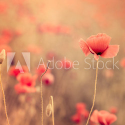Artistic poppy closeup in the sunshine