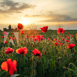 Poppies field flower on sunset