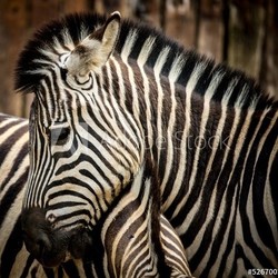 Close-up of a zebra