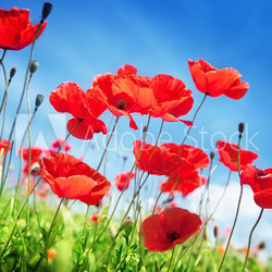 Poppy flowers on field and sunny day