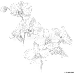 Hand drawn orchid flower