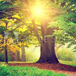 Beautiful park tree