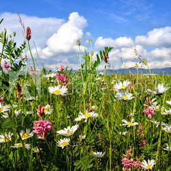 Einladung zum Entspannen: Bunte Sommerblumen-Wiese