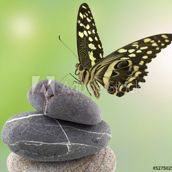 papillon sur galets