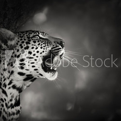 Leopard portrait