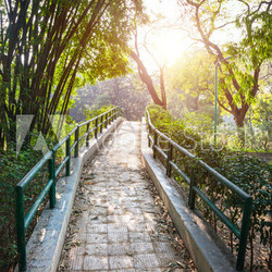 Bridge in the garden