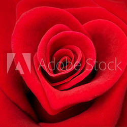 Rose rouge forme coeur