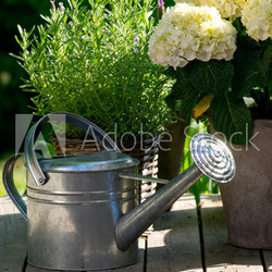 Watering can next to Hydrangea.