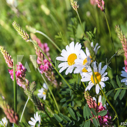 Einladung zum Entspannen: Bunte Sommerblumen-Wiese