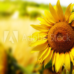Tuscany sunflowers