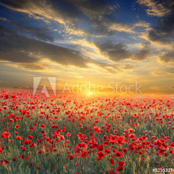 sunset over poppy field