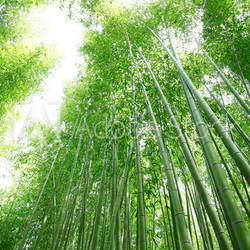 竹林