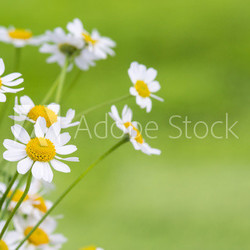 kamilleblüten