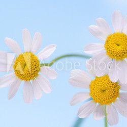 frühlingsblüten