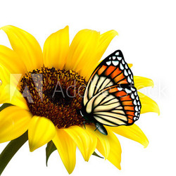 Nature summer sunflower with butterfly. Vector illustration.