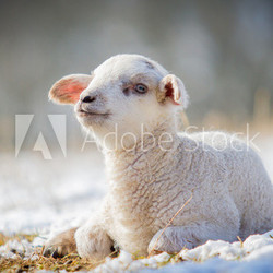Lämmchen im Winter