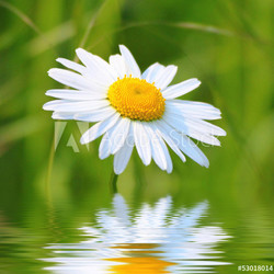 Weisse Blüte