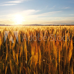 Wheat field at sunset